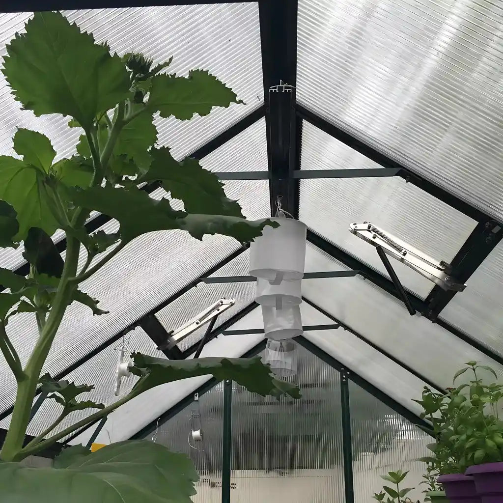 Grandio | Element 6x12 Greenhouse | ELEMENT-612