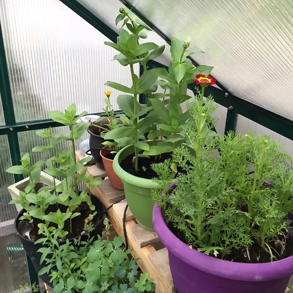 Grandio | Element 6x12 Greenhouse | ELEMENT-612